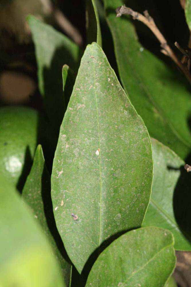              Margin (Riverside, CA)       